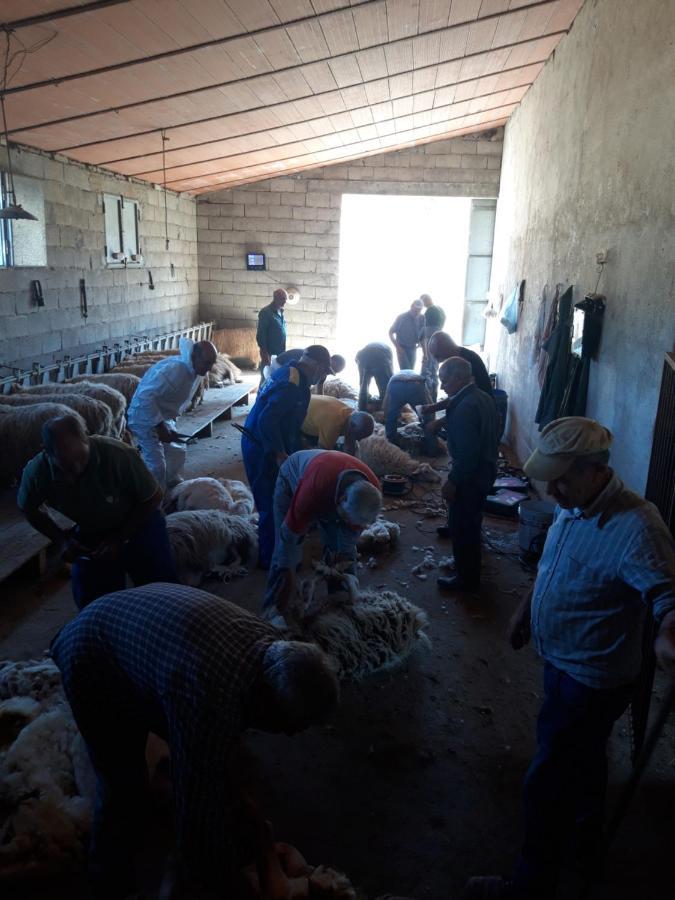 Fumu Ludurru Farm Stay Padru Esterno foto