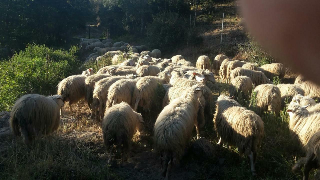 Fumu Ludurru Farm Stay Padru Esterno foto